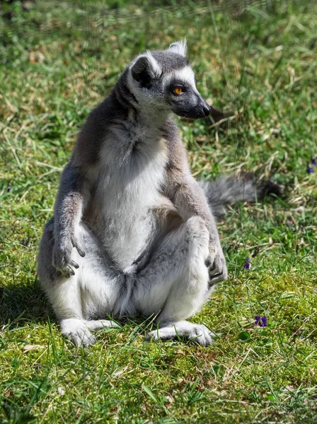 Singe à queue cerclée ou lémurien — Photo