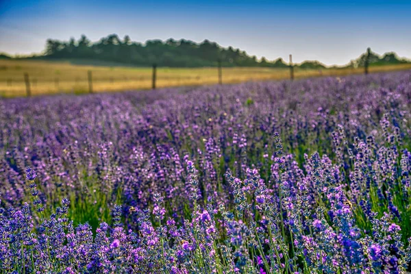 Campos de Levander roxo — Fotografia de Stock