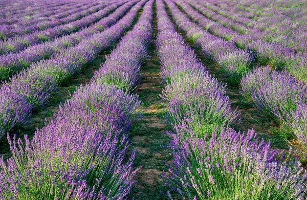 Campi viola livellamento — Foto Stock