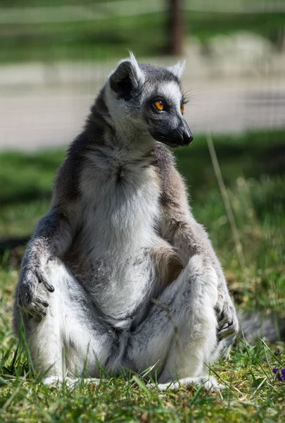Ring-tailed monkey or Lemur Catta — Stock Photo, Image