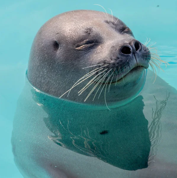 Lindo sello en el agua — Foto de Stock