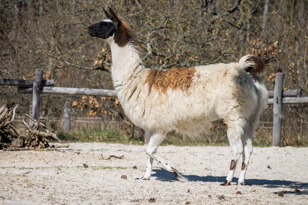 Lama blanca y marrón en un parque — Foto de Stock