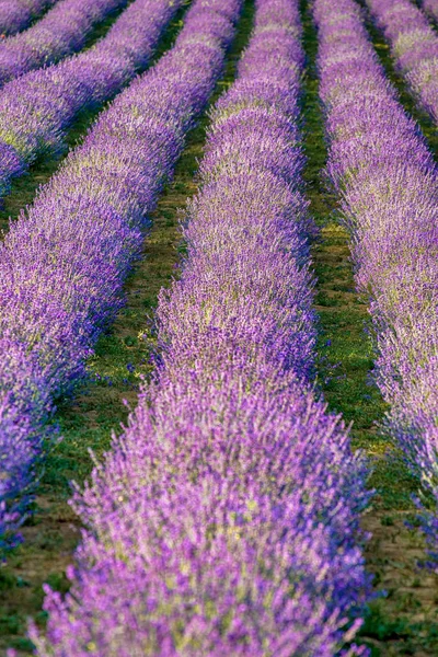 Endlose violette Levanderfelder — Stockfoto