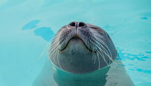Симпатичный тюлень в воде — стоковое фото