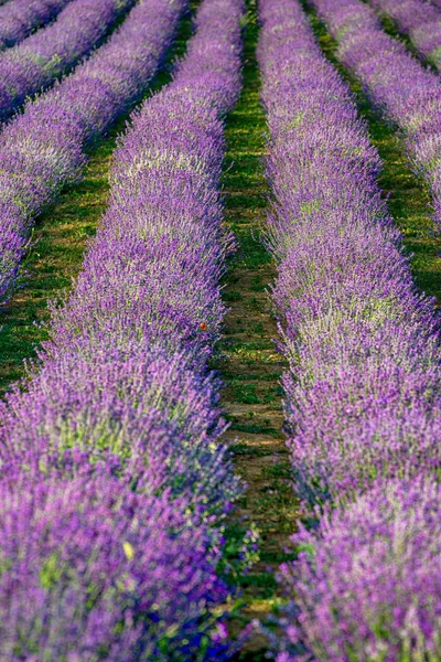 Infinite viola Levander Campi — Foto Stock