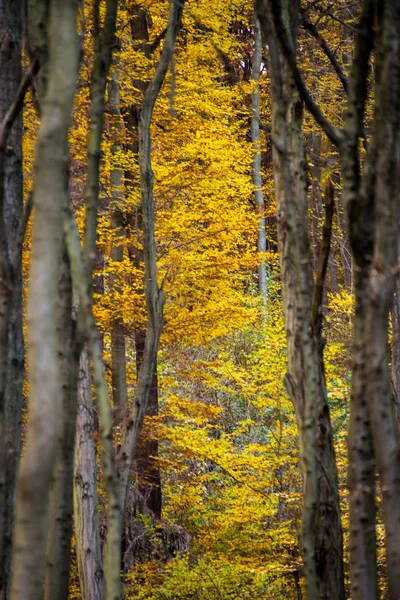 Wald mit gelben Blättern im Herbst — Stockfoto