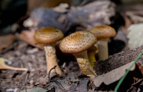 Mushroom in the forest — Stock Photo, Image