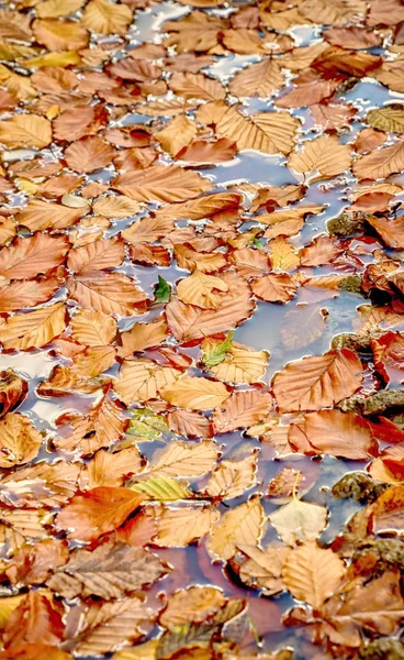 Autumn leaves on water — Stock Photo, Image