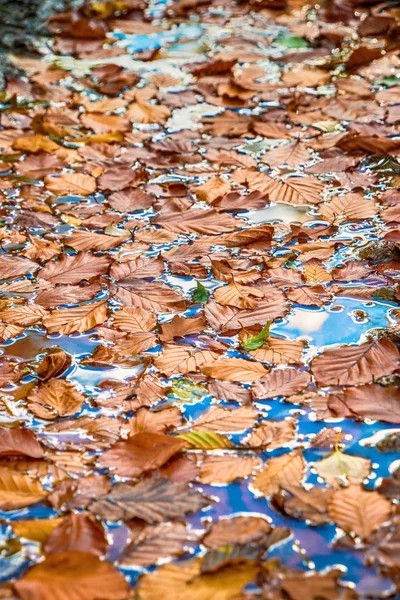 Jesienne liście na wodzie — Zdjęcie stockowe