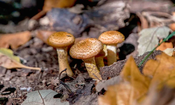 Mushroom in the forest — Stock Photo, Image