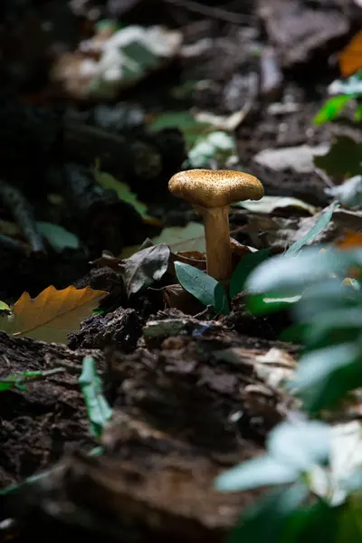 Mushroom in the forest — Stock Photo, Image