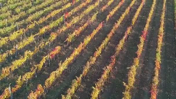 Vignoble sur la colline — Video