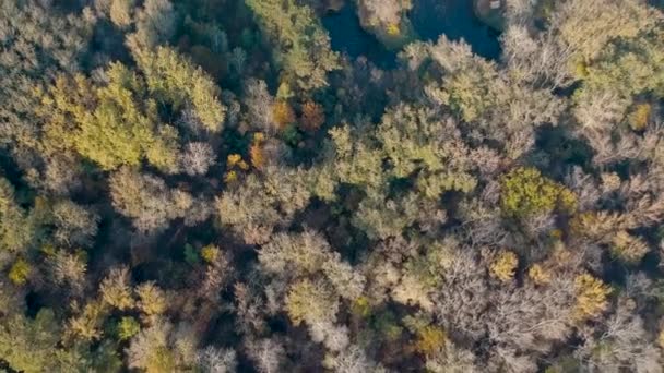 Wędkowanie nad jeziorem w lesie — Wideo stockowe