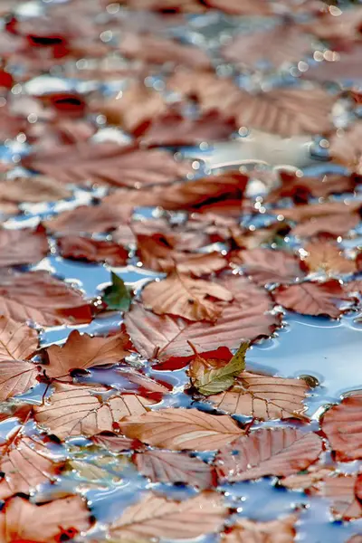 Hojas de otoño en el agua — Foto de Stock
