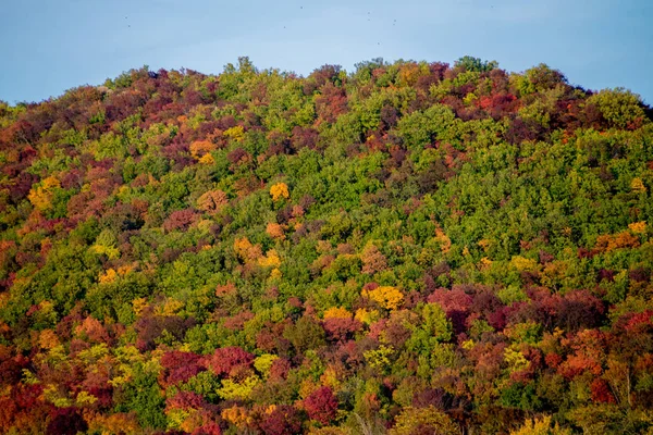 Färgglada träd på hösten — Stockfoto