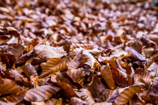 Folhas de outono coloridas na floresta — Fotografia de Stock