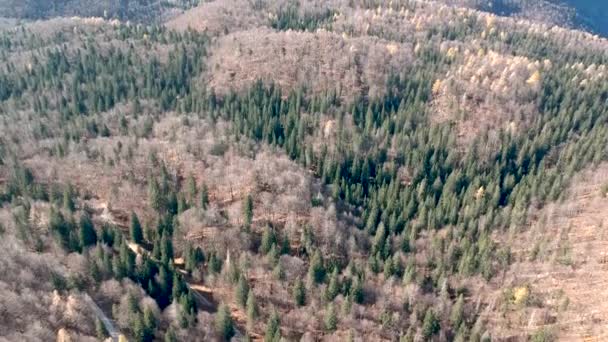 Luchtfoto van een bos op de herfst — Stockvideo