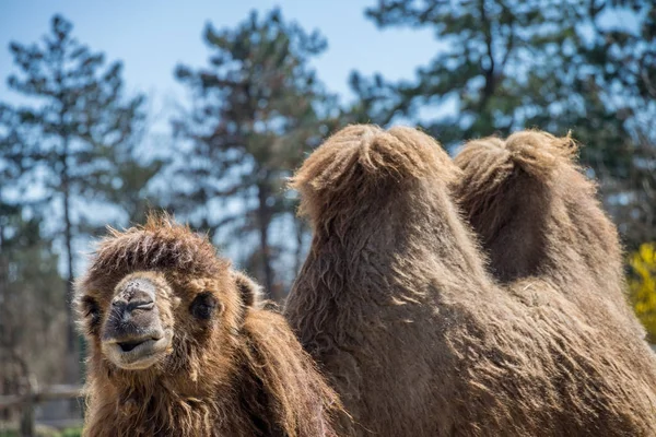 Merkelig kamel – stockfoto