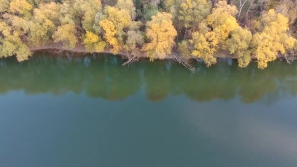 River Trees Autumn — Stock Video