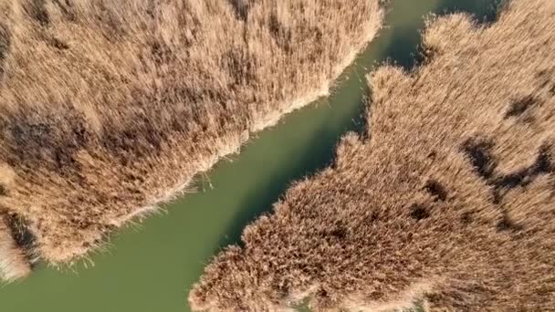 Macaristan Velencei Gölü — Stok video