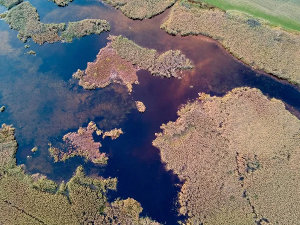 Vista aérea de Reed colorido no lago — Fotografia de Stock