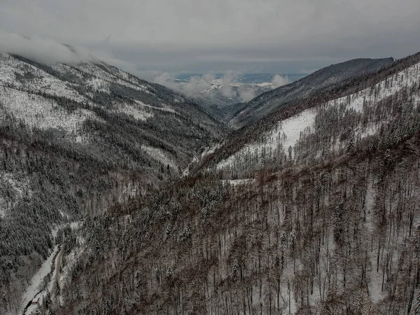 山上白雪皑皑的树木鸟瞰图 — 图库照片