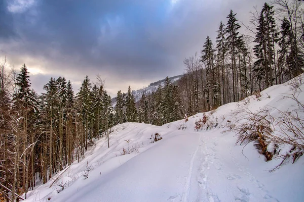 Uitzicht op besneeuwde bomen in de bergen — Stockfoto