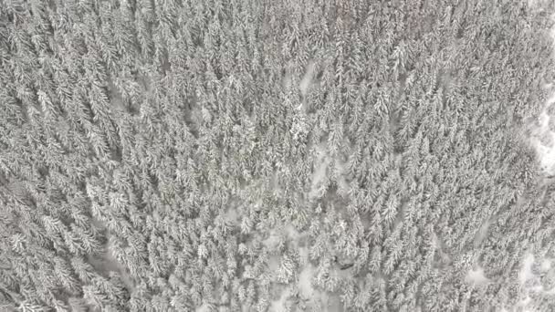 Schnee Bedeckte Bäume Den Bergen — Stockvideo