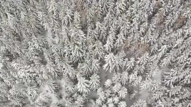 斯洛伐克 Chopok 山脉的冬天 — 图库视频影像