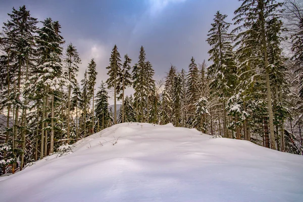 Utsikt över snöiga träd i bergen — Stockfoto