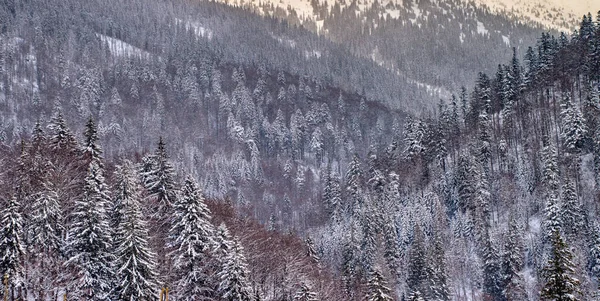 Luchtfoto van besneeuwde bomen in de bergen — Stockfoto