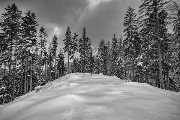 Pohled na zasněžené stromy v horách — Stock fotografie