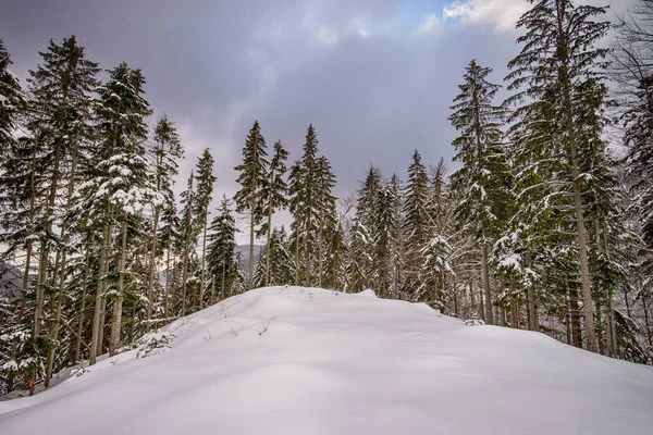Pohled na zasněžené stromy v horách — Stock fotografie