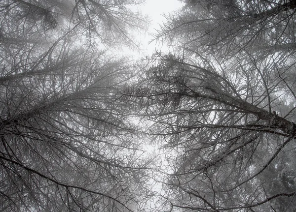 Mysterious woods in winter — Stock Photo, Image