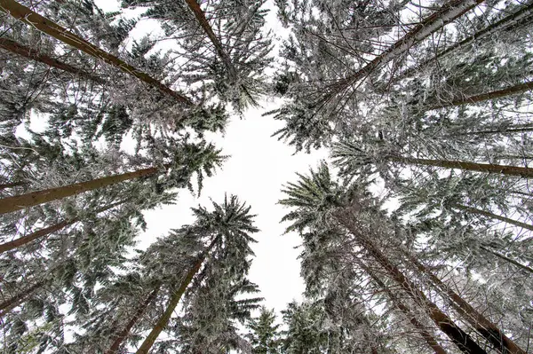 Snow covered pine trees in the forest — Stock Photo, Image