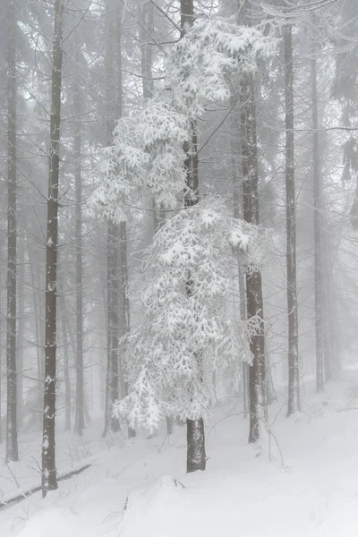 Mystiska skogen vintertid — Stockfoto