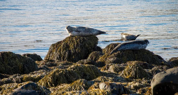 Sälar vilar i Island — Stockfoto