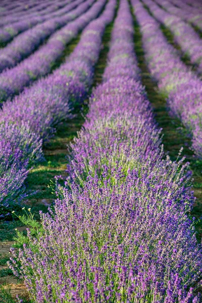 Campi viola livellamento — Foto Stock