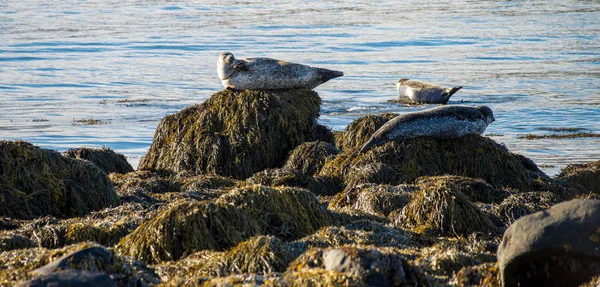 Robben ruhen am Strand von Ytri Tunga — Stockfoto