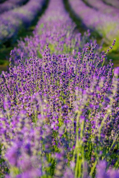 紫の Levander フィールド — ストック写真
