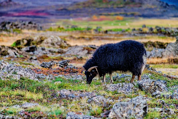 Pâturage moutons noirs — Photo