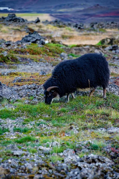 Weidende schwarze Schafe — Stockfoto