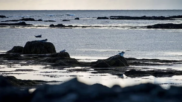 海豹在 Ytri Tunga 海滩休息 — 图库照片