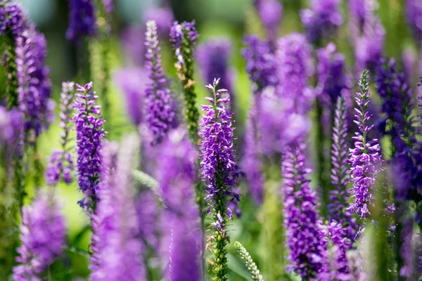 Violette Blumen auf dem Feld — Stockfoto