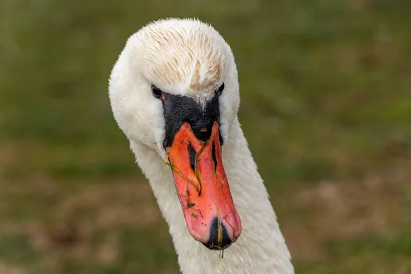 Image of a young, white swan bird — Stock Photo, Image