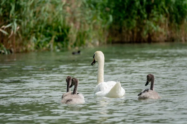 Madre cisne mudo y Cygnets nadando en un lago — Foto de Stock