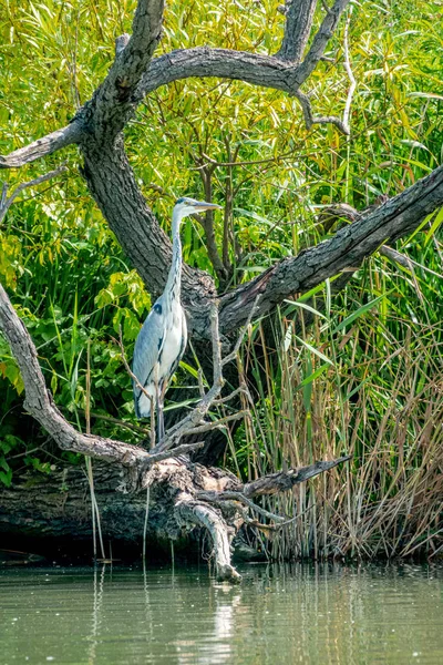 Gri Heron, Ardea Cinerea, bir dalın üzerinde duruyor. — Stok fotoğraf