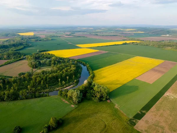 Yellow rapeseed field in bloom at spring — Stock Photo, Image