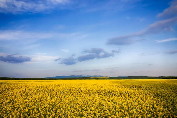 Champ de colza jaune en fleur au printemps — Photo