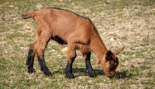 Fiatal barna kecske a fűmezőn tavasszal — Stock Fotó